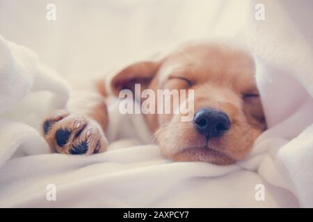 Close-up of puppy’s nose / Two months old vizsla mix puppy sleeping on white sheets Stock Photo