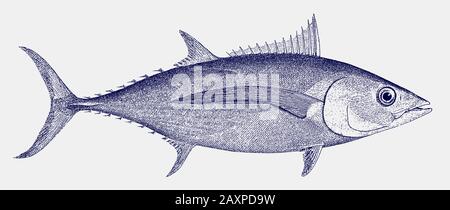 Albacore or longfin tuna, thunnus alalunga, a fish from the atlantic, indian and pacific ocean in side view Stock Vector
