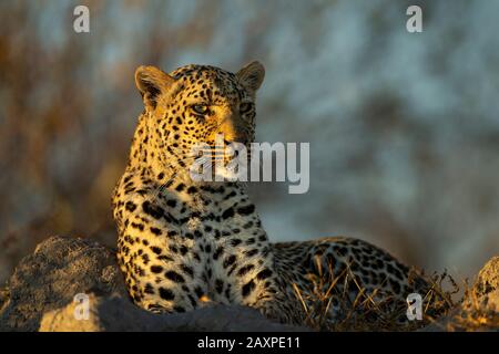 African leopard (Panthera pardus pardus) after sunrise Stock Photo