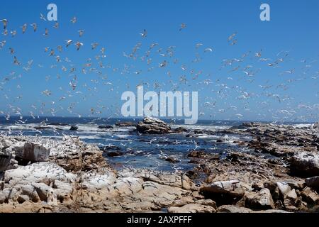 South Africa, Lamberts Bay, Bird Island, birds in flight Stock Photo