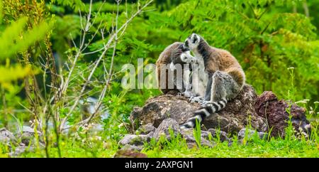 ring tailed lemur couple grooming each other, funny animal behavior, Tropical Endangered primate specie from Madagascar Stock Photo