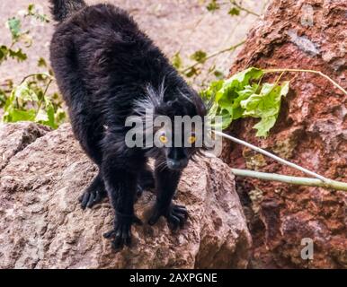 Closeup of a male black lemur, tropical primate from madagascar, vulnerable animal specie Stock Photo