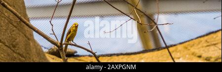 portrait of a yellow grosbeak sitting on a branch, tropical bird specie from Mexico Stock Photo
