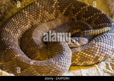 closeup portrait of a coiled up red diamond rattlesnake,venomous pit viper specie from America Stock Photo