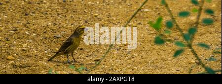 closeup of a yellow grosbeak, tropical bird specie from Mexico Stock Photo