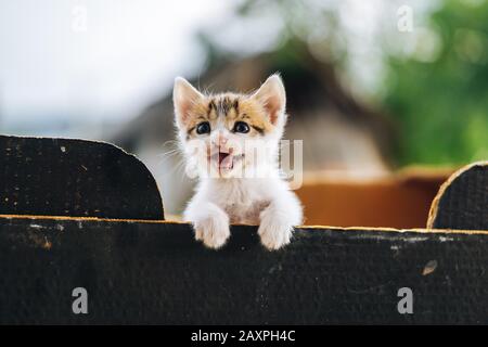 Cute 3 colors cat holding on the wooden box Stock Photo