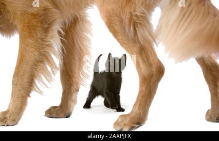 A tiny 6 week old kitten looks up at an enormous Golden Retriever dog Stock Photo