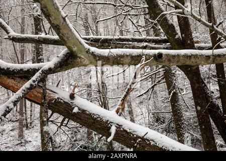 Abstract tree trunk patterns in winter - Pisgah National Forest, near Brevard, North Carolina, USA Stock Photo