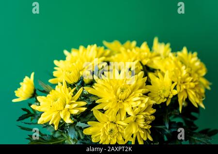 Bouquet of yellow chrysanthemums on a green background. Yellow flowers on a green background. Flowerpot of yellow chrysanthemums on a green background Stock Photo