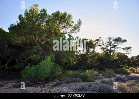 Aleppo pine (Pinus halepensis) in a typical Mediterranean landscape in Formentera countryside at sundown (Pityusic Islands, Balearic Islands, Spain) Stock Photo