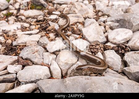 blindworm on a path towards the Pleisenspitze in the Karwendel Stock Photo