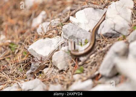 blindworm on a path towards the Pleisenspitze in the Karwendel Stock Photo