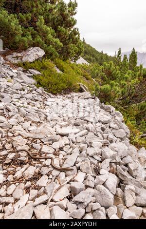 blindworm on a path towards the Pleisenspitze in the Karwendel Stock Photo