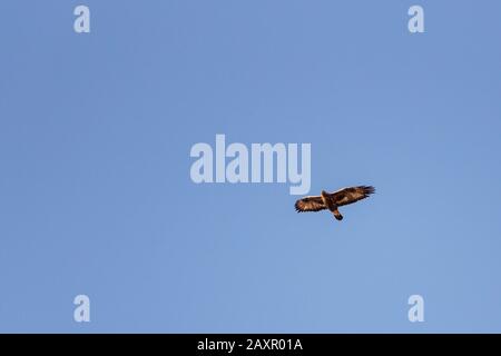 Young golden eagle in flight in front of blue sky Stock Photo