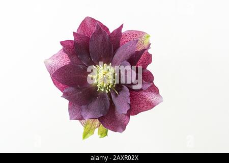 isolated pink flower of helleborus on white Stock Photo