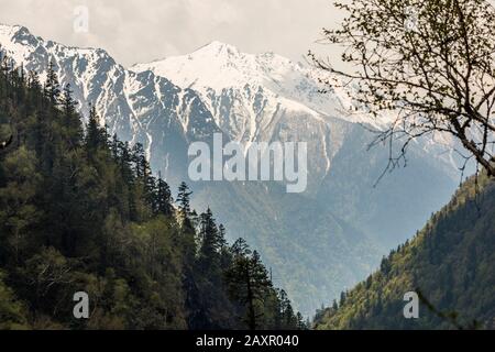 alpine landscape with snowy mountains and pine tree covered hillside Stock Photo