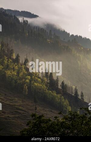 Hillside covered in pine trees and low clouds at sunset, Himalaya Stock Photo