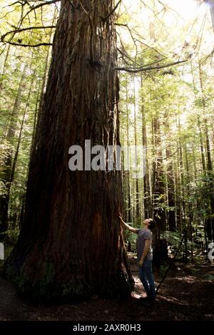 One tourist with man bun, touching the bark of a giant redwood tree Stock Photo