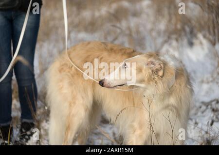 A woman holds Borzoi, Russian hound, Russian wolfhound,  on a leash. The dog looks at the hostess. View of a winter day in a snowy field with grasses Stock Photo