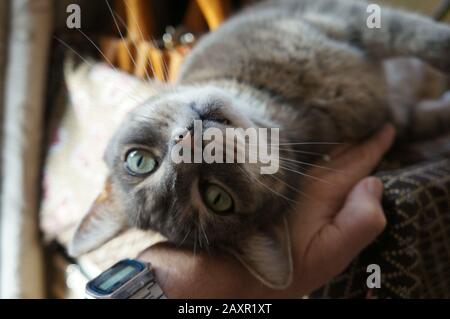 adorable tabby cat laying upside down & being stroked in the home Stock Photo