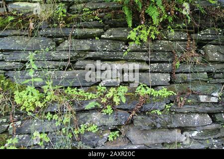 Dry stone wall  07/07/20175  Wales United Kingdom.  A dry stone wall Hedgerow. Dry stone structures are stable due to a unique construction method, Stock Photo