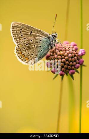 gossamer-winged butterfly (Lycaenidae) sitting on a flower Stock Photo