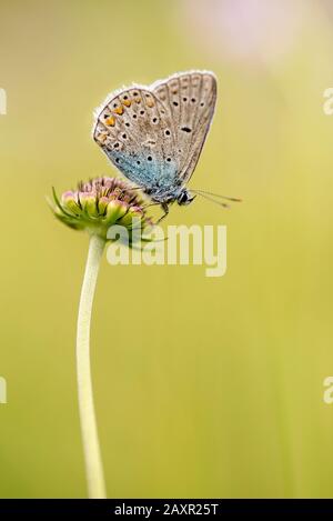 gossamer-winged butterfly (Lycaenidae) sitting on a flower Stock Photo