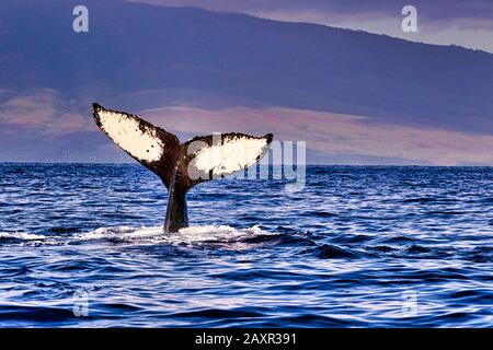 Playful Humpback whale waving it's tail ot nearby whale watchers. Stock Photo