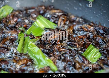 Southeast Asia, Thailand fried crickets are cooked by oil in the pan with outdoor portable picnic gas stoveat. Stock Photo