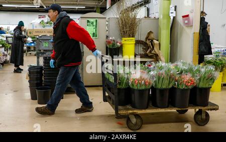 Chicago, USA. 12th Feb, 2020. An employee prepares flowers for Valentine's Day at a floral wholesale market in Chicago, the United States, on Feb. 12, 2020. With Valentine's Day being one of their busiest weeks of the year, employees of floral wholesale markets in Chicago work hard to meet the demand of customers. Credit: Joel Lerner/Xinhua/Alamy Live News Stock Photo