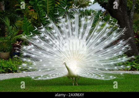 All white male peacock bird with its plume feathers tail fully opened Stock Photo