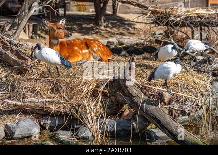 Wild animals in natural woodland in sunny day. Deer and African sacred ibis Stock Photo