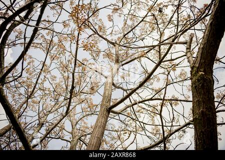 Tree branches without leaves in autumn or winter environment with background sky in a park Stock Photo