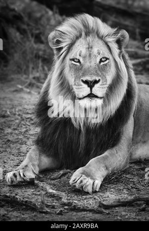 Male black maned lion portrait close-up in black and white looking fixed at the camera. Panthera leo. Kgalagadi Stock Photo