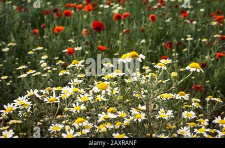 Meadow daisies in spring at Coursan Stock Photo