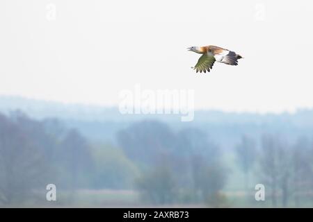 Great Bustard, Otis tarda, male, single, flying Stock Photo