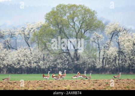 Great Bustard, Otis tarda, group, Stock Photo