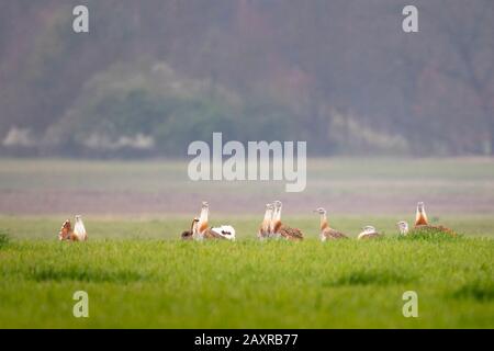 Great Bustard, Otis tarda, group, Stock Photo