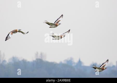 Great Bustard, Otis tarda, group, in flight, flying Stock Photo