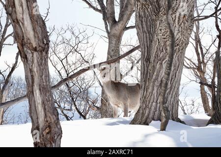 Sika deer (Cervus nippon) in winter at Shiretoko Peninsula, Hokkaido, Japan Stock Photo