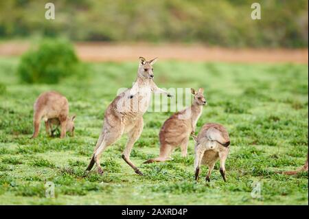 Eastern Gray Kangaroo, Macropus giganteus, on meadow, frontal, look into the camera, Victoria, Australia Stock Photo