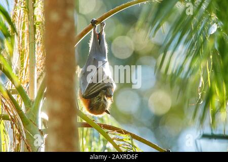 Gray-headed Flying Fox, Pteropus poliocephalus, hanging on branch, Australia Stock Photo