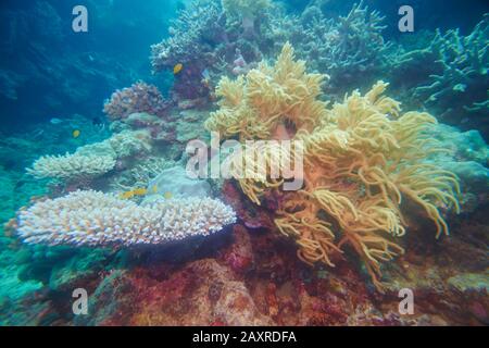 Colorful coral reef, Coral Sea, Cairns, Queensland, Australia Stock Photo