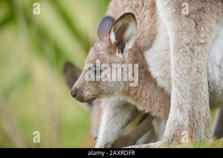 Eastern Gray Kangaroo, Macropus giganteus, cub in the bag, Great Otway National Park, Victoria, Australia Stock Photo