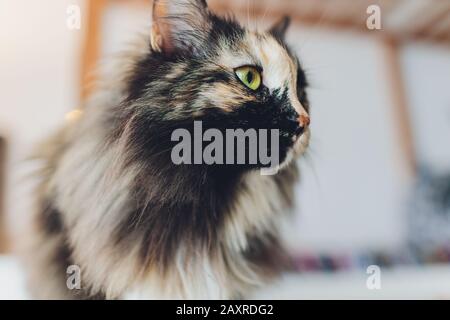 Kitten, resting cat on a flor in colorful blur background, cute funny cat close up, young playful cat at home, domestic, relaxing, resting,playing at Stock Photo