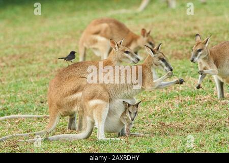 Agile Wallaby Mother With Baby Feeding On Fruit, Northern Territory ...