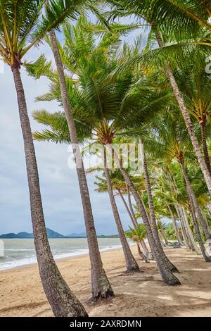 Coconut palms, Cocos nucifera, in the morning at Clifton Beach in spring, Queensland, Australia Stock Photo