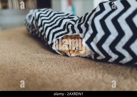 Kitten, resting cat on a flor in colorful blur background, cute funny cat close up, young playful cat at home, domestic, relaxing, resting,playing at Stock Photo