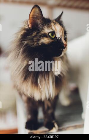 Kitten, resting cat on a flor in colorful blur background, cute funny cat close up, young playful cat at home, domestic, relaxing, resting,playing at Stock Photo