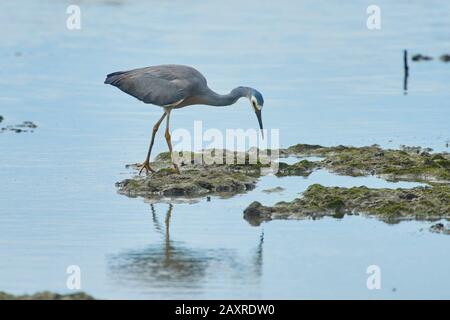 White-faced egret,, Egretta novaehollandiae, adult, standing in the sea, Queensland, Australia Stock Photo